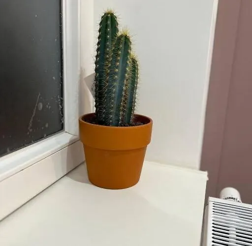 Fossil - Mmgreenhouse - Netflix & Wifi